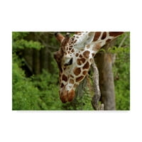 Zaštitni znak likovne umjetnosti 'žirafa 2' platno Art Galloimages Online