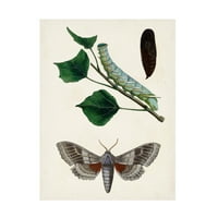Nepoznata Umjetnost platna ' Caterpillar i Moth III
