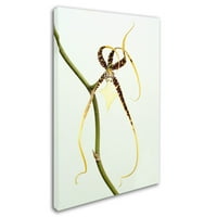 Zaštitni znak Likovna umjetnost Pauk orhideja umjetnost na platnu Kurta Shaffera