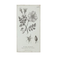 Zaštitni znak likovne umjetnosti 'razgovori o botanici IV' Canvas Art by Wild Apple Portfolio