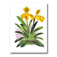 Žuta Vintage Orchid Slika Na Platnu Art Print