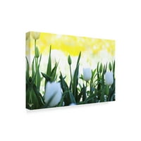 Zaštitni znak likovne umjetnosti' bijeli tulipani ' platno Art by Incredi