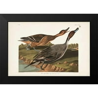 Audubon, John James Black Moderna uokvirena muzejska umjetnost Print pod nazivom - PL PIN-REPEED patka