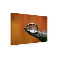 Gordon Semmens 'Water Drops 01' Canvas Art