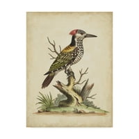 Zaštitni znak likovne umjetnosti' Edwards Woodpecker ' platnena Umjetnost Georgea Edwardsa
